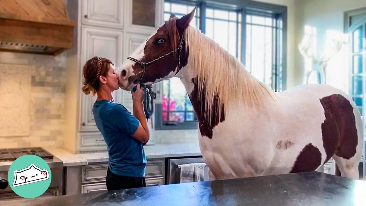Giant Horse Sneaks Into Lady’s House For 6 Years | Cuddle Buddies