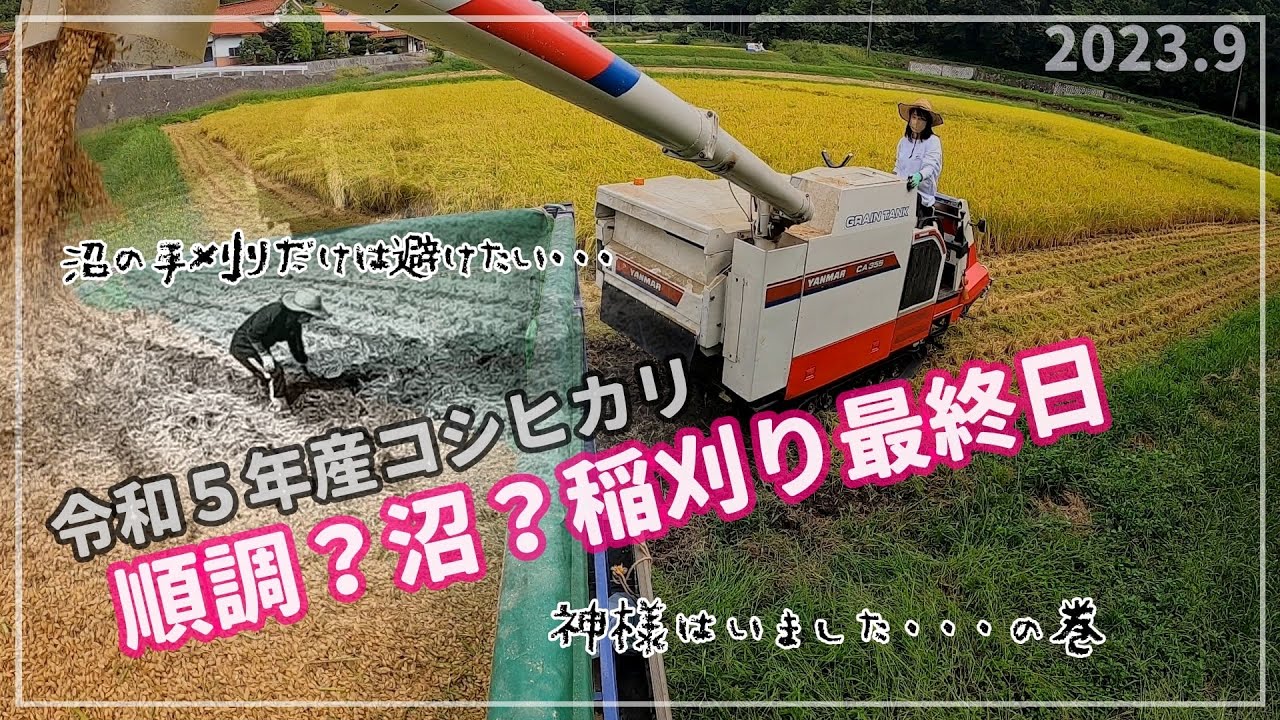 農業女子　2023.9稲刈りしました２　広島県　世羅町