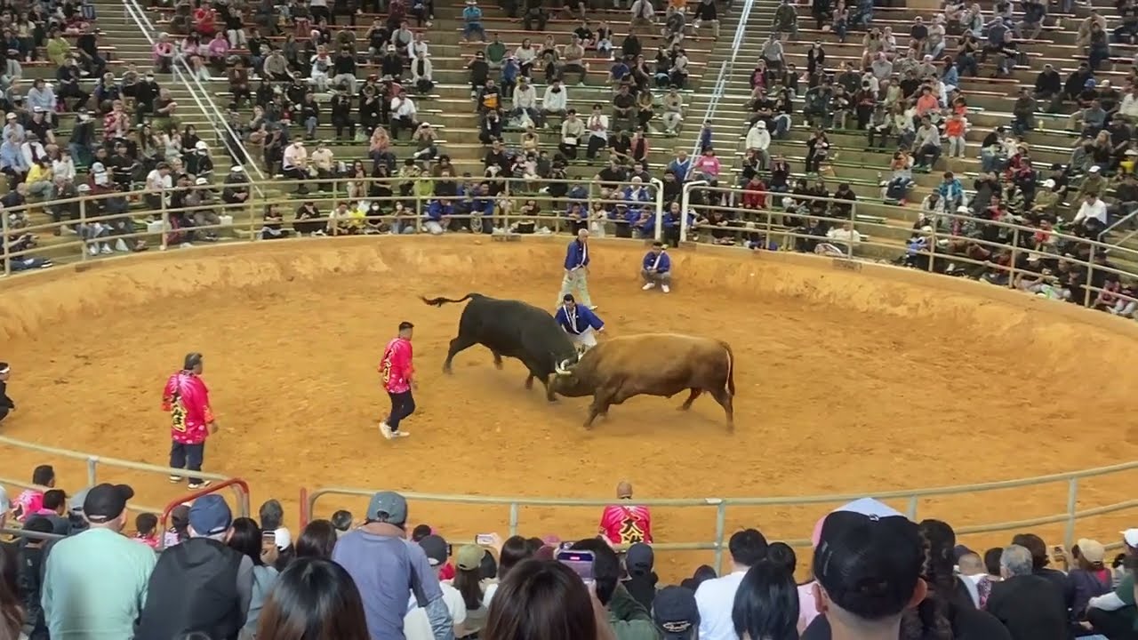 沖縄闘牛 2026/03/22⑩ 大進赤宝🆚竜輝大力