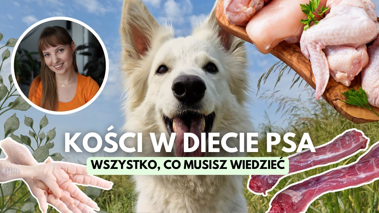 CZY PIES MOŻE JEŚĆ KOŚCI? Jak wprowadzić psu kości do diety? Jakie kości są bezpieczne dla psa?