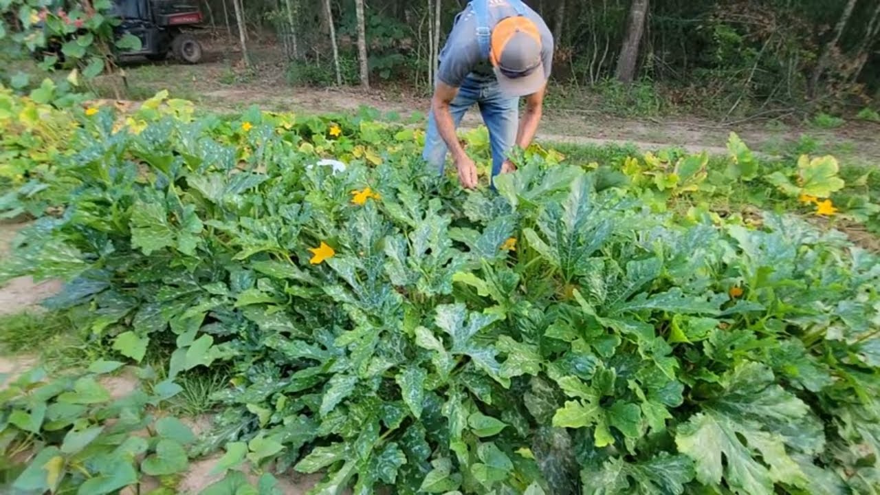 Can Electroculture Help You Grow More Food?