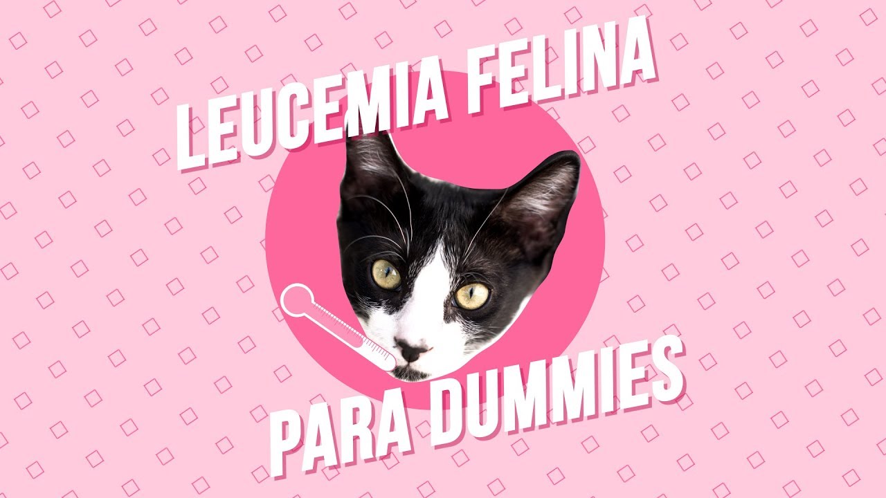 Leucemia felina. ¿Tu gato puede curarse?