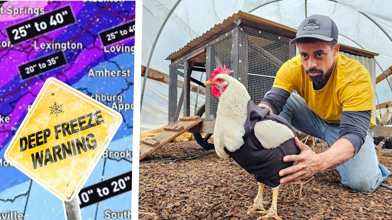 WARNING Protect CHICKENS from the Freezing Cold & Winter