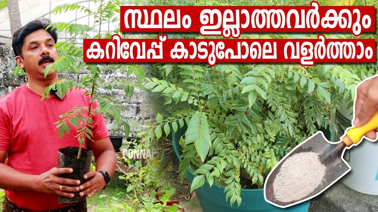 സ്ഥലം ഇല്ലാത്തവർക്കും കറിവേപ്പ് കാടുപോലെ വളർത്താം | Curry Leaves repotting and pruning