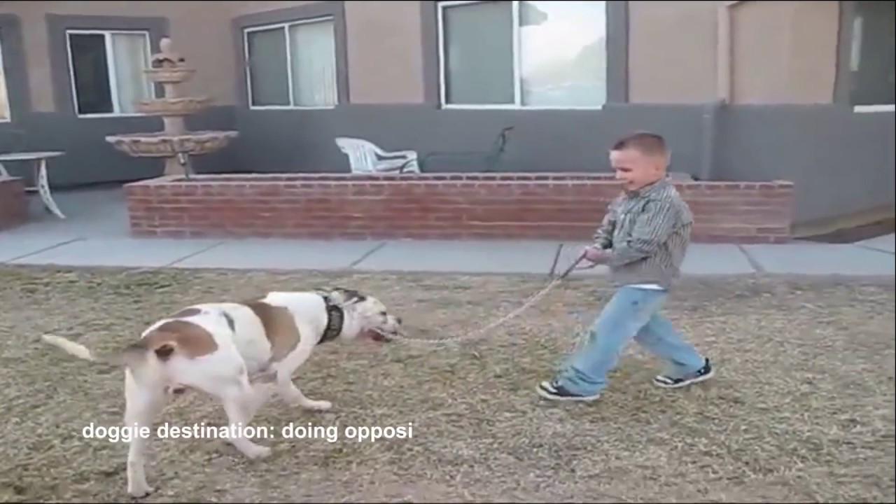 Top 10 Funny Dog Dragging Owner Fail Videos  (adults, kids, and babies)