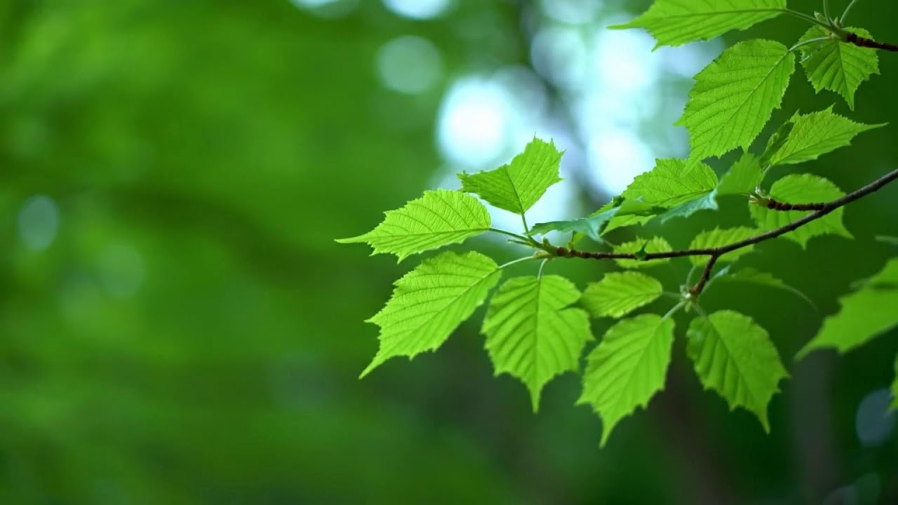 Calm Ocean Waves – Deep Sleep Meditation