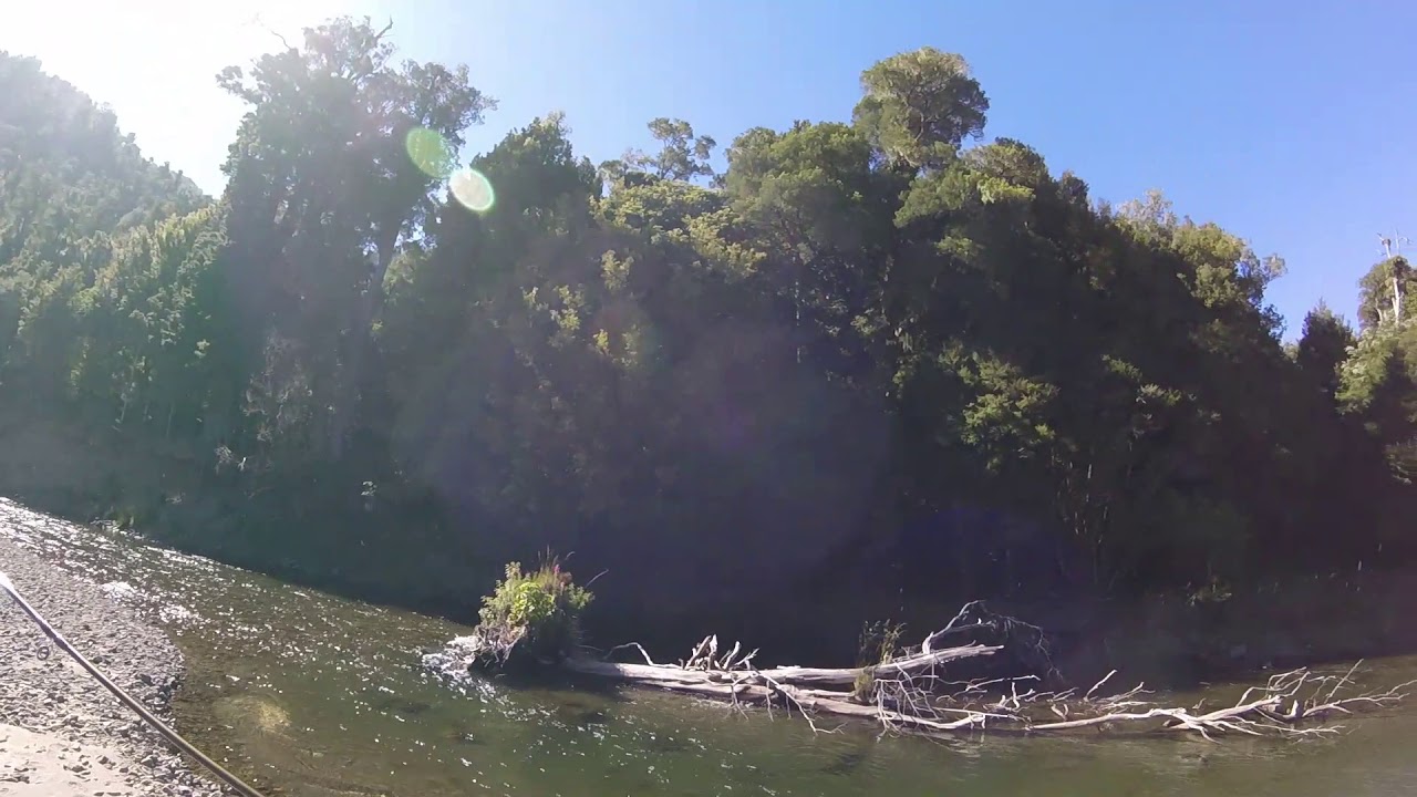 Sight Fishing for Trout on the Waiau River, Te Urewera, North Island, NZ 17 December 2020