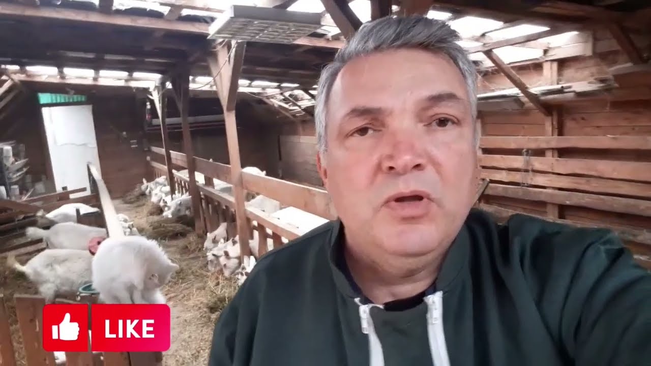 Creșterea caprelor &icirc;n stabulație  !