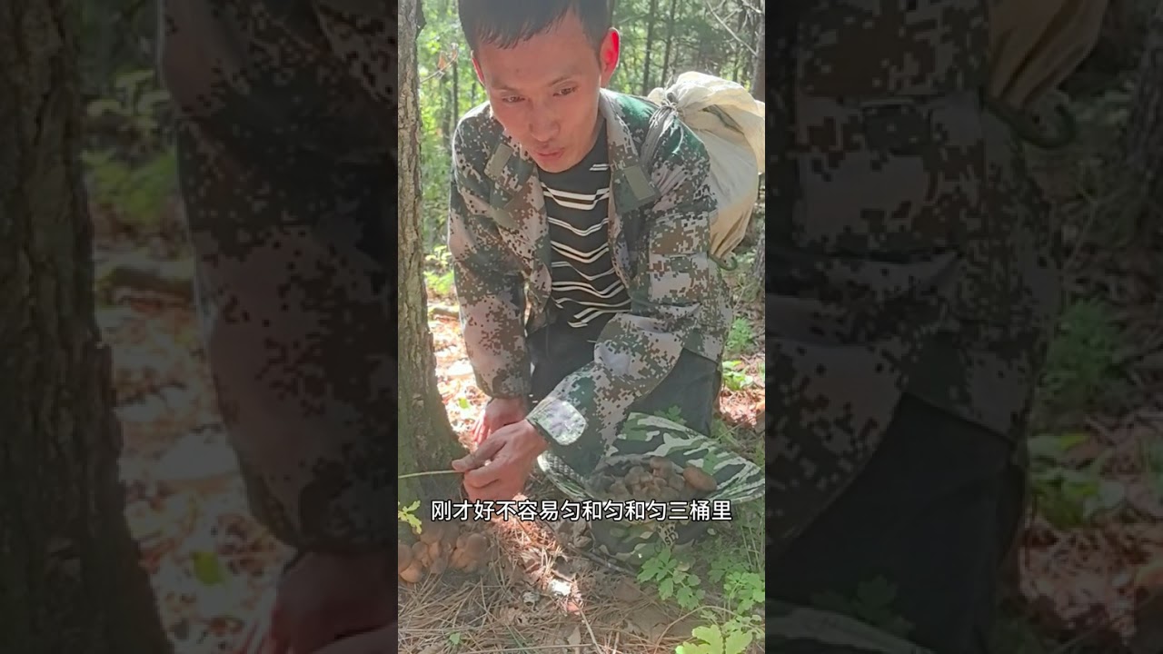 今天蘑菇爆杆了 我的农村生活 大自然的馈赠 户外 新农人 采蘑菇
