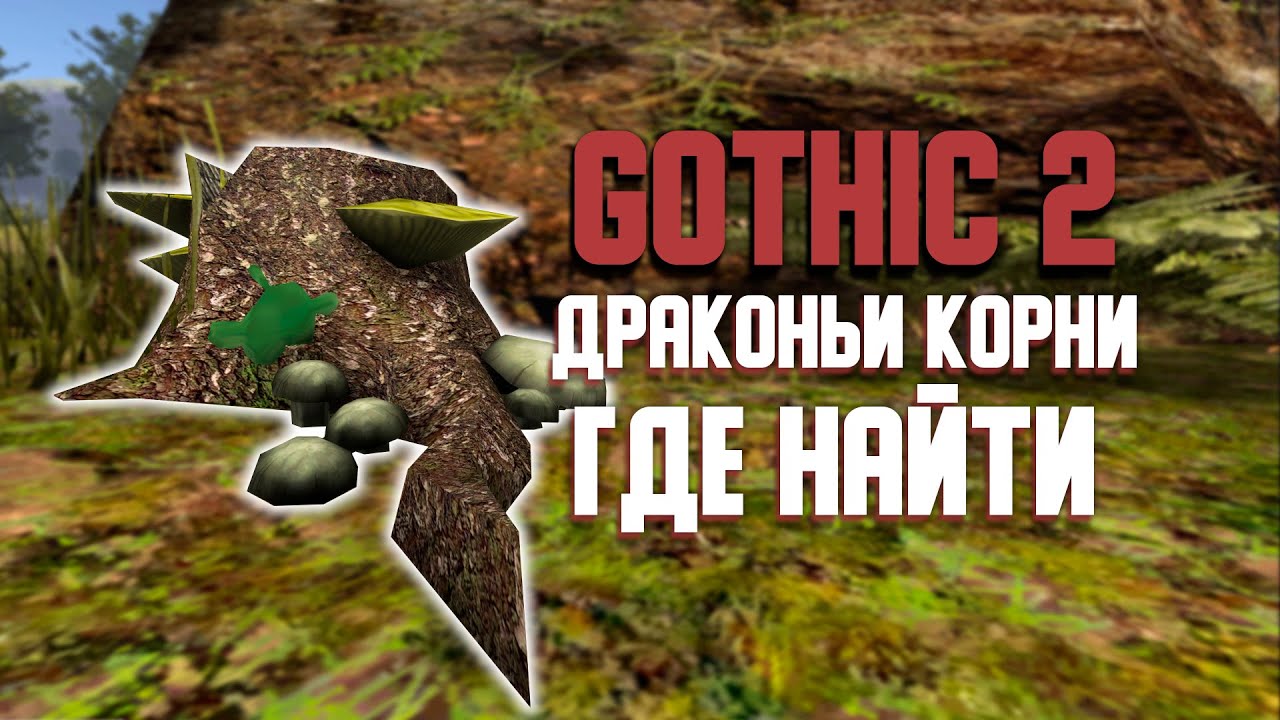 Все драконьи корни в Gothic 2 и где они находятся