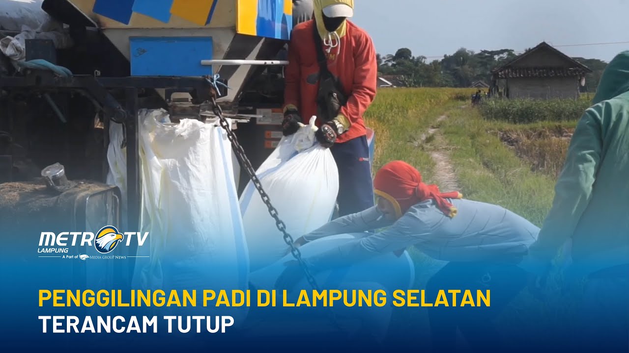 Penggilingan Padi Di Lampung Selatan Terancam Tutup