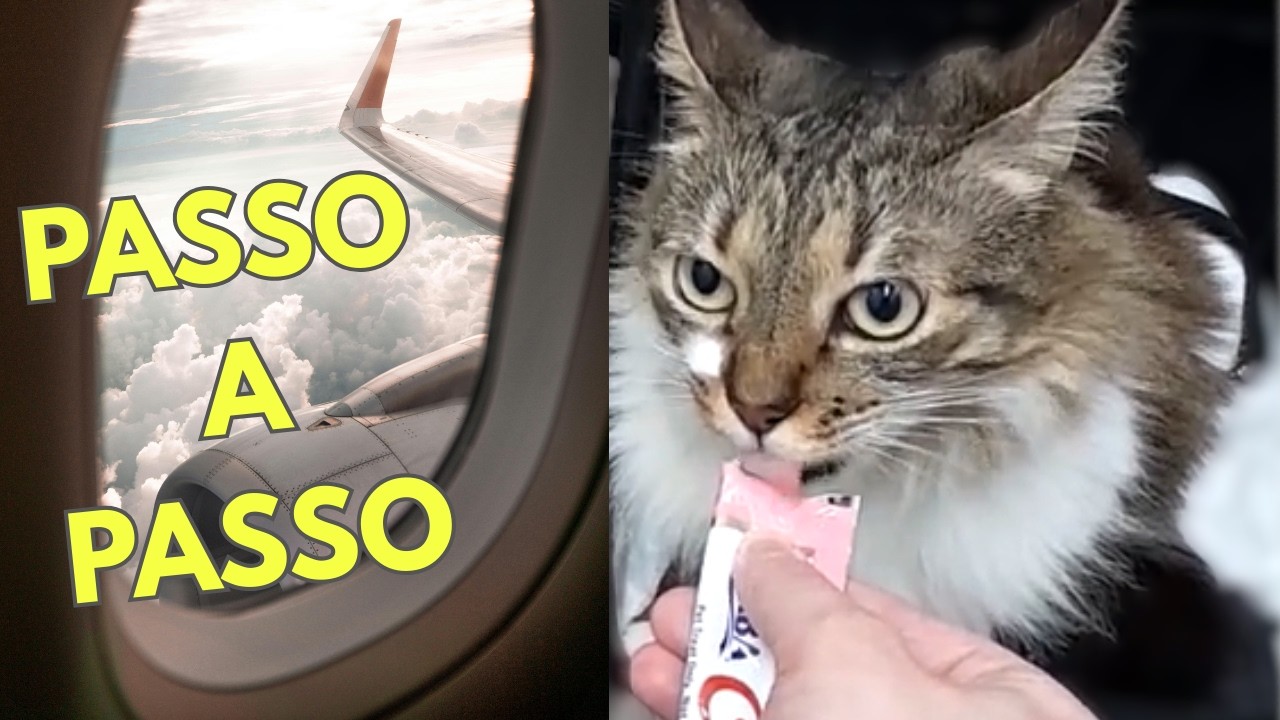 Viajar com Gato/pet de Avião em 2026: Documentos, Caixa de Transporte e Preços