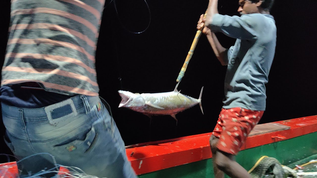 BIG STINGRAYS II An Expert In Night Catching KING FISH,  - KADAL TV