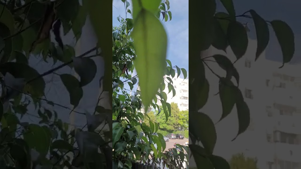 עינויי תרגולי אצבעות