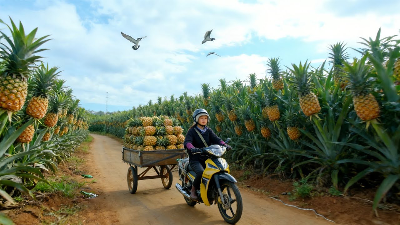 Harvest A Truckload Of Pineapple To Sell At The Market – Tie Pumpkin Vines To The Trellis