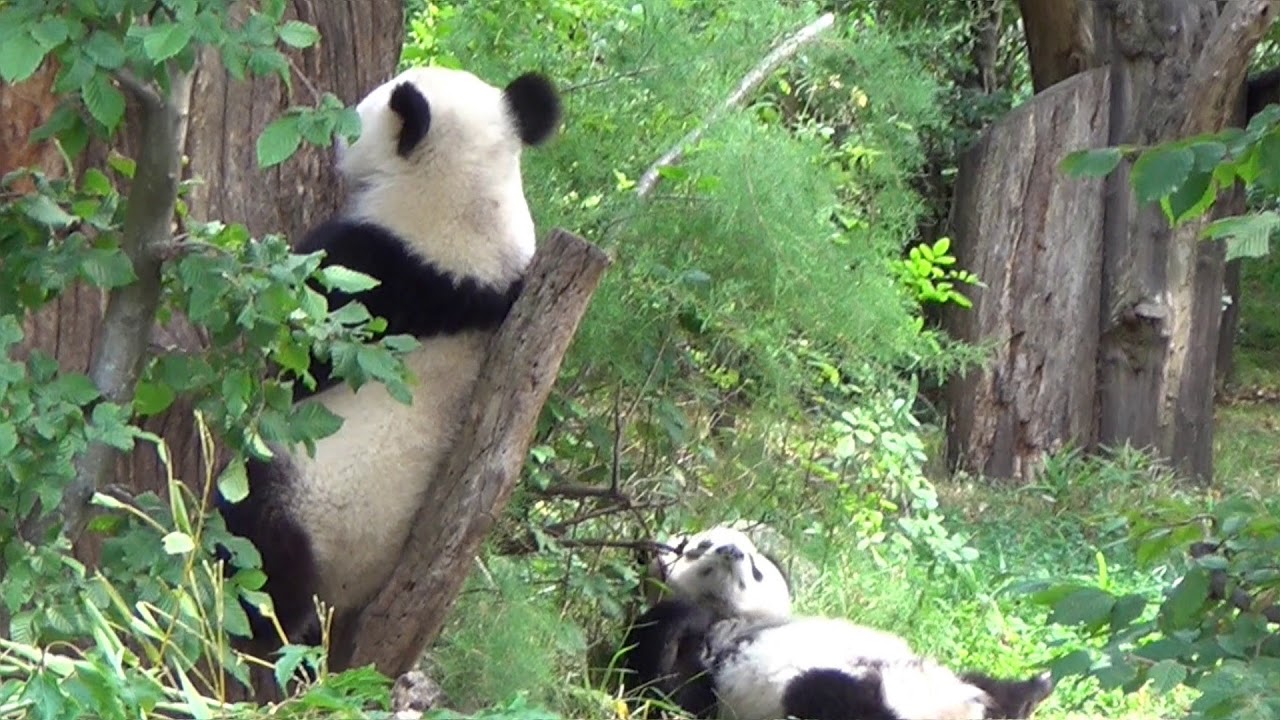 Panda Twins Fu Feng and Fu Ban | Zoovienna Tiergarten Schönbrunn (2017)