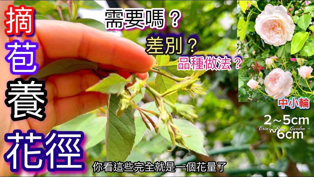 【玫瑰養護技巧】水份重要性與摘苞養花徑是否需要？品種？做法？詳細說明
