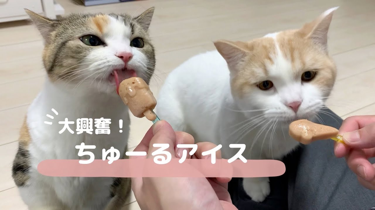 【ASMR】手作りちゅーるアイスにぺろぺろが止まらない猫たち。。【マンチカン】