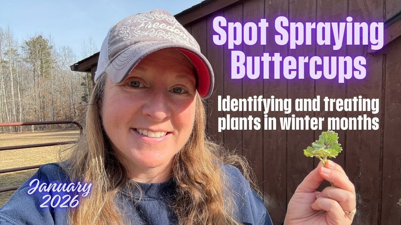 Spot Spraying Buttercups