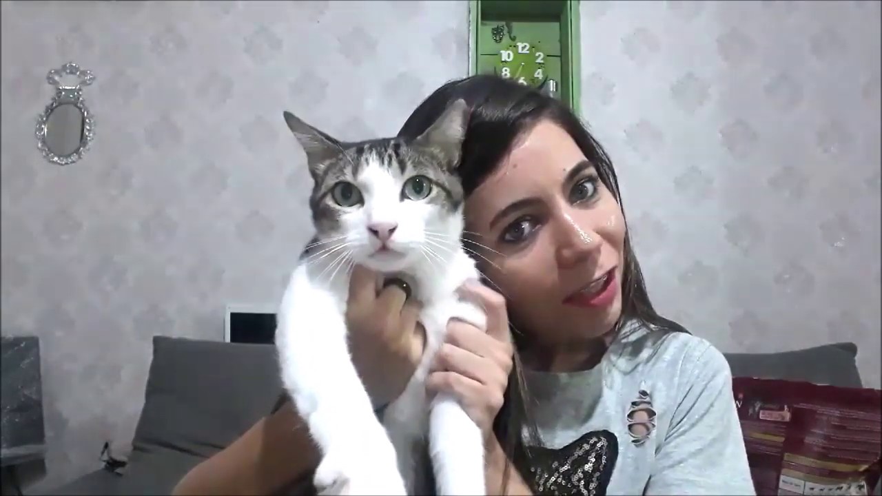 Como salvei meu gato infecção urinaria,cristais na uretra(em casa)