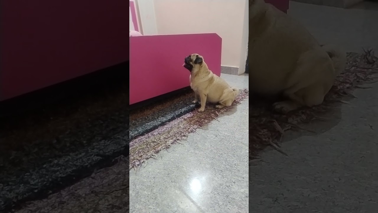 coco the pug dog 😎 