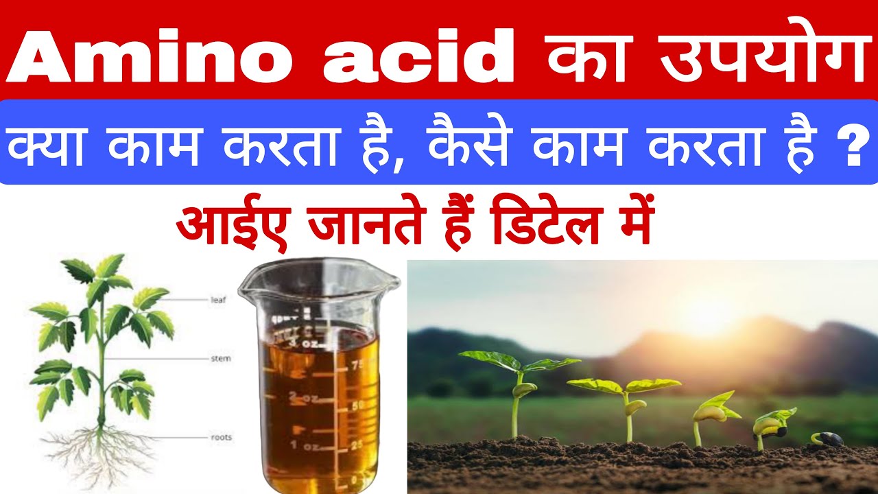 Amino acid का अधिक उत्पादन के लिए advance agriculture होता है उपयोग  | amino acid tonic |
