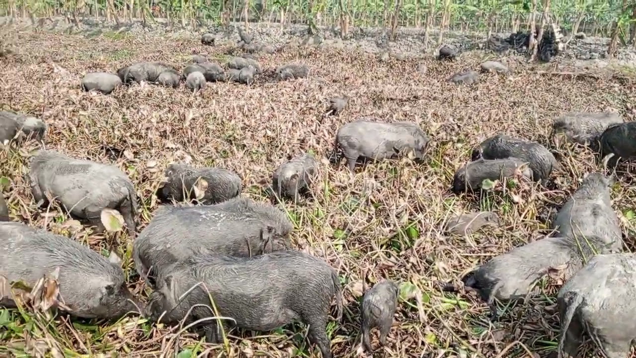 Animal life video. Activities village cute pigs. little size size pigs