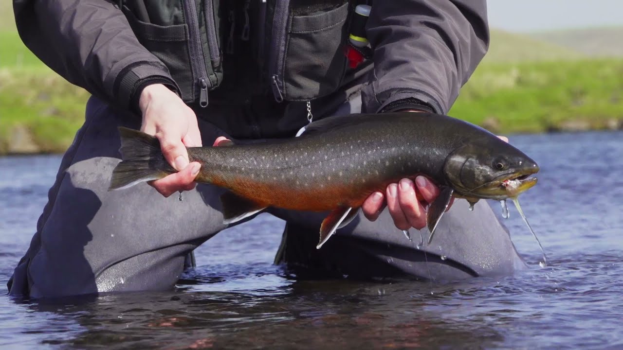 Tungufljót, summer trout fishing