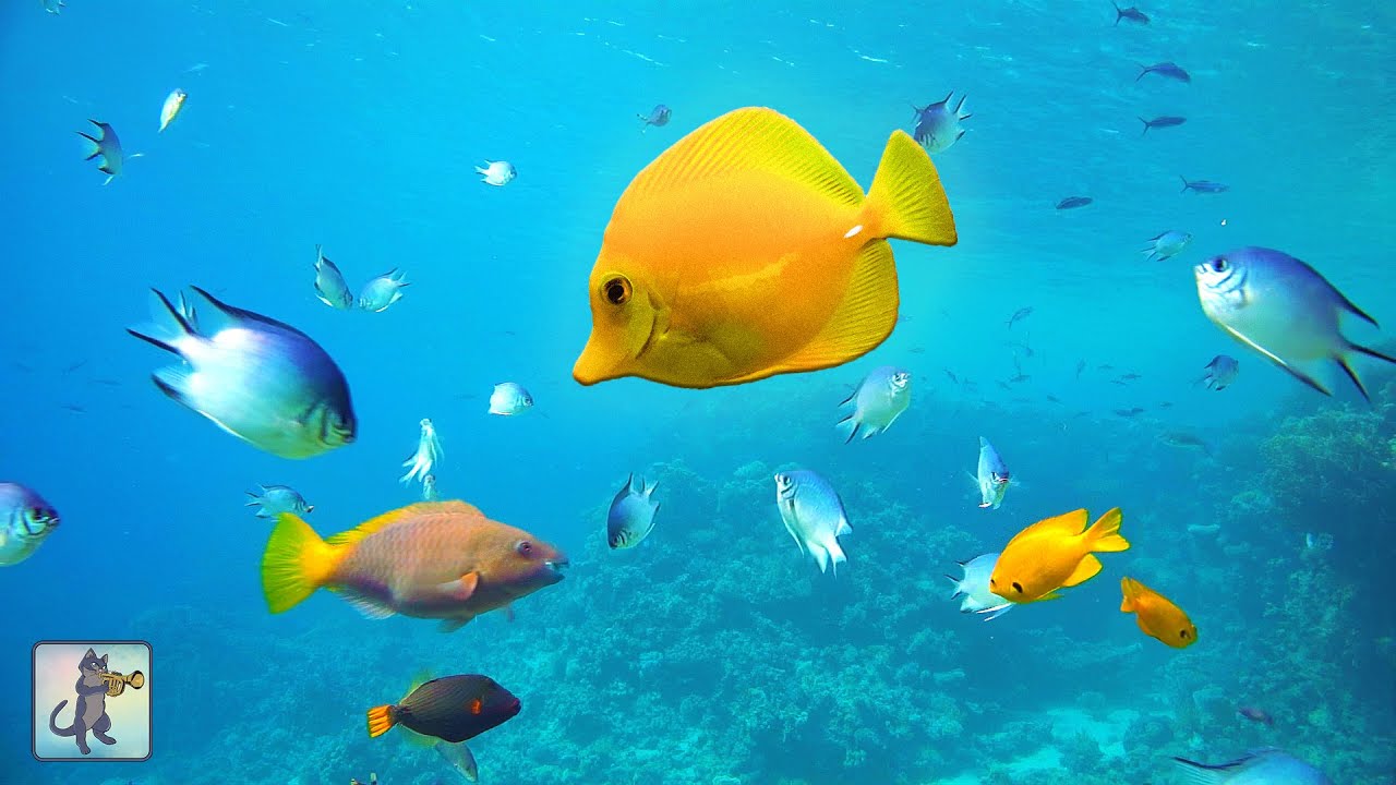 3 HOURS of Stunning Coral Reef Fish ~ Ocean Fish & Relaxing Music 🐟🐟