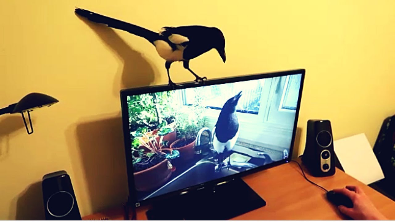 Pet Magpie Watching Himself Talking in a Video