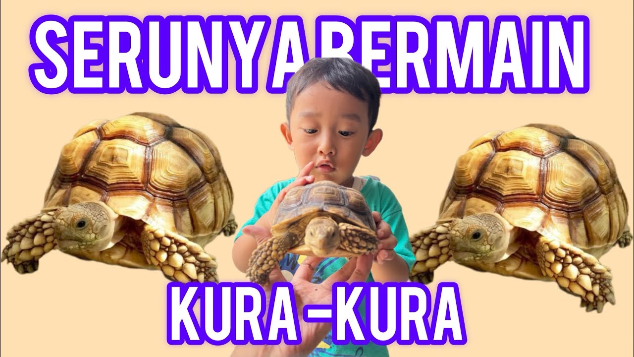 Serunya Bermain dengan Kura-Kura di Halaman Rumah 🐢