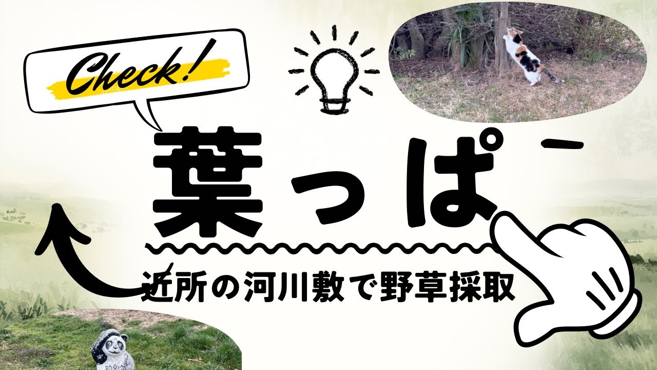 野草採取！呪いのパンダと可愛い猫と時々胡桃。