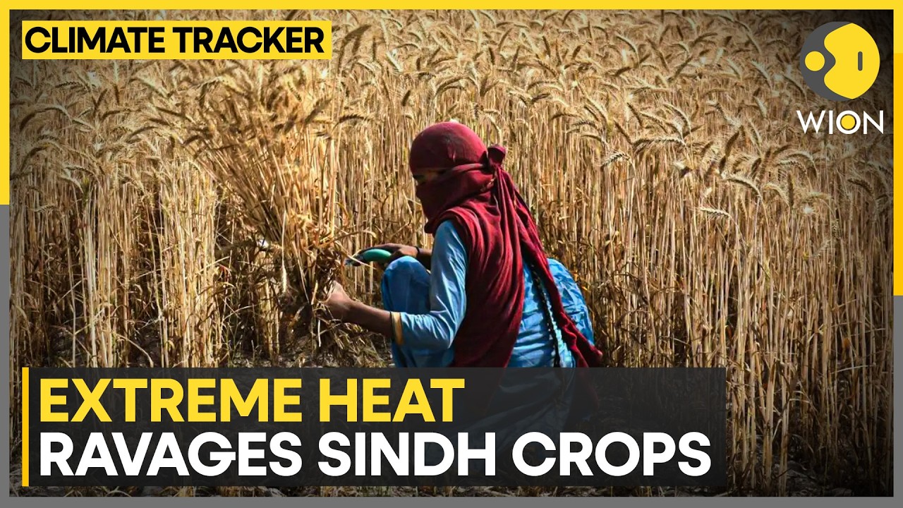 Pakistan Water Crisis: Extreme Heat Ravages Sindh Crops | WION Climate Tracker