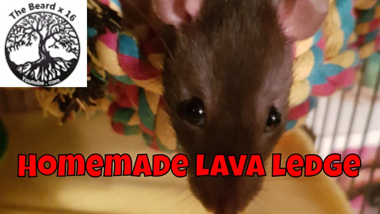Home made rat lava ledge