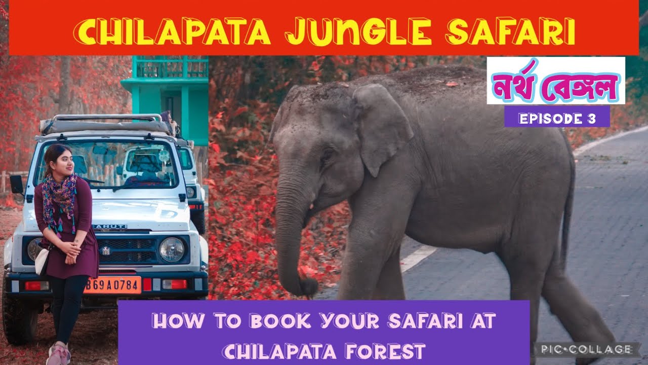 Chilpata Jungle safari // How to book chilapata car and elephant safari // chilapata forest