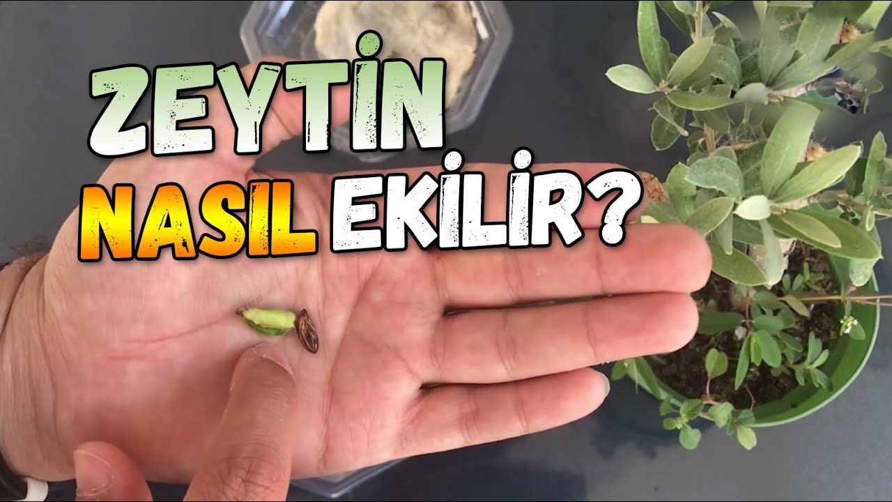 Как посадить семена оливы?