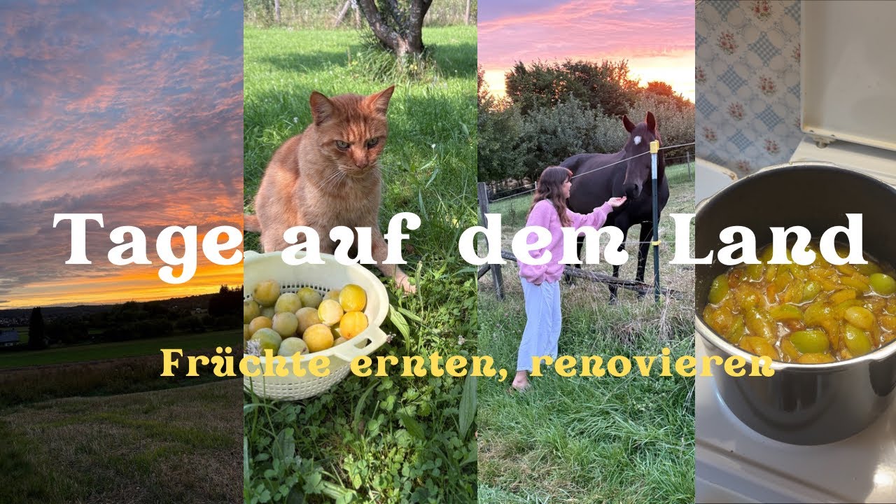 Spätsommer auf dem Land: Pflaumen ernten, Marmelade kochen, Zaun streichen