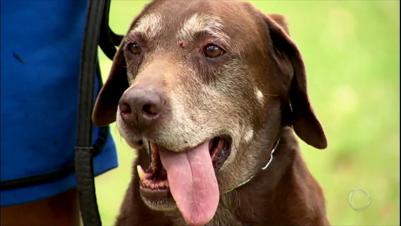 Conheça o cachorro que foi "demitido" da polícia por ser dócil