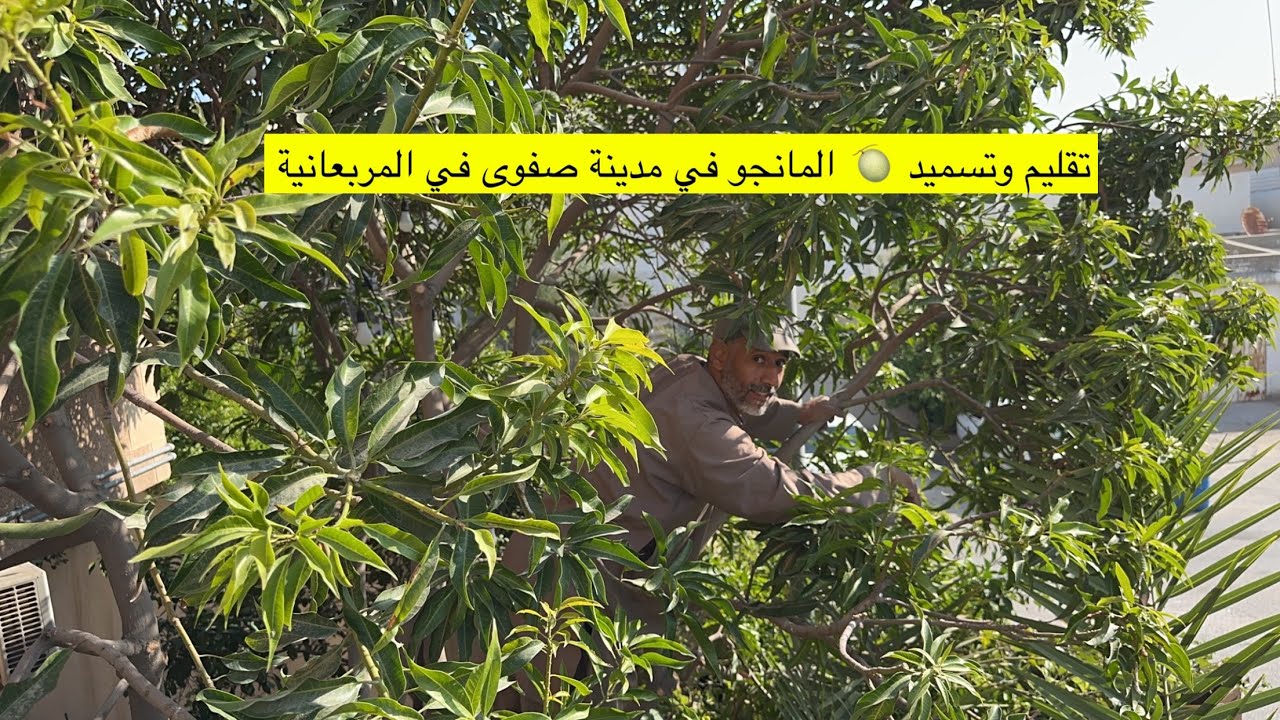 تقليم وتسميد المانجا العملاقة في مدينة صفوى بيد الزعيم ابوسلمان