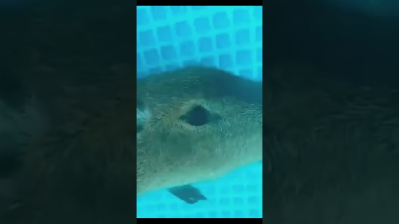 OK I PULL UP #shortsvideo #shorts #capybara #okipullup #dog #шортс #шортсы #шортсвидео #капибара