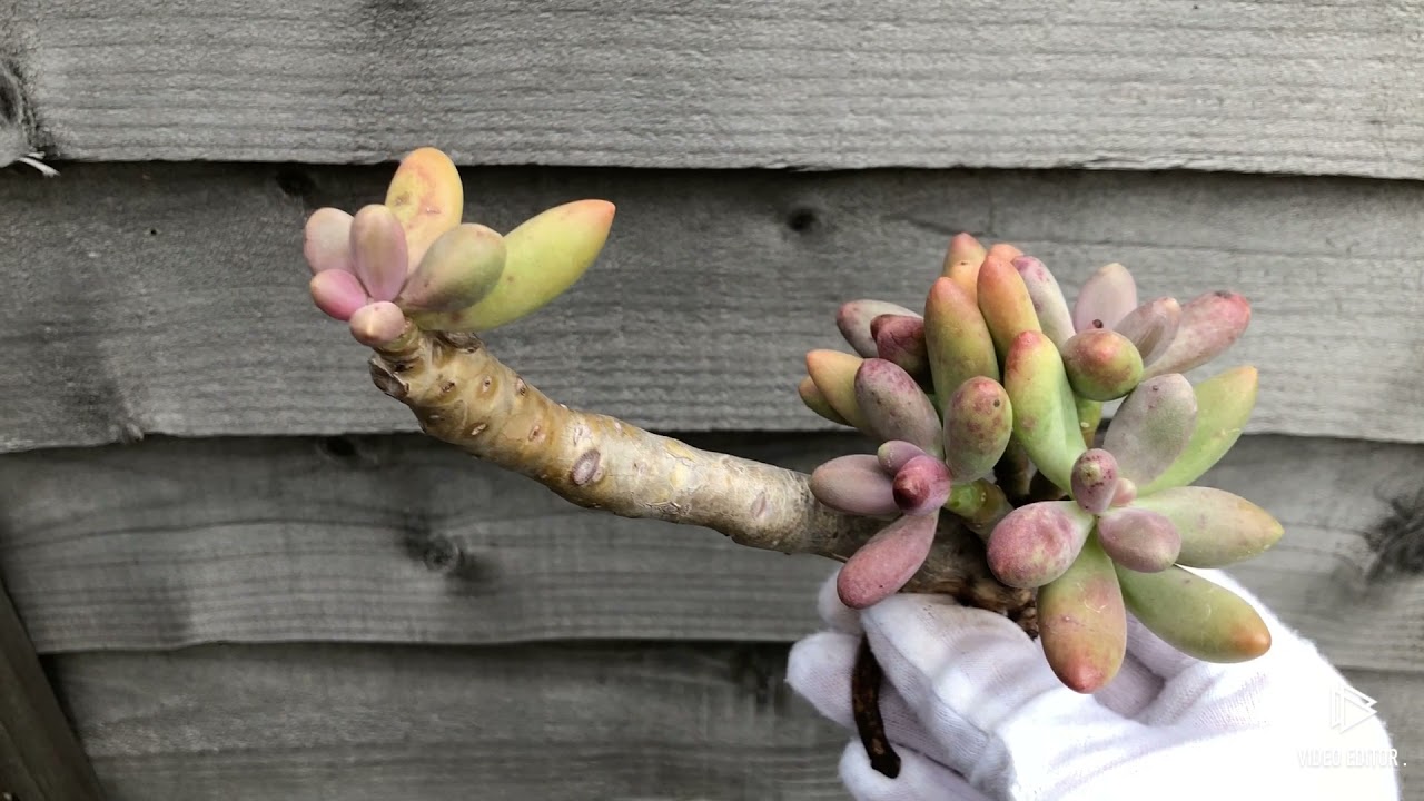 Pachyphytum Viride