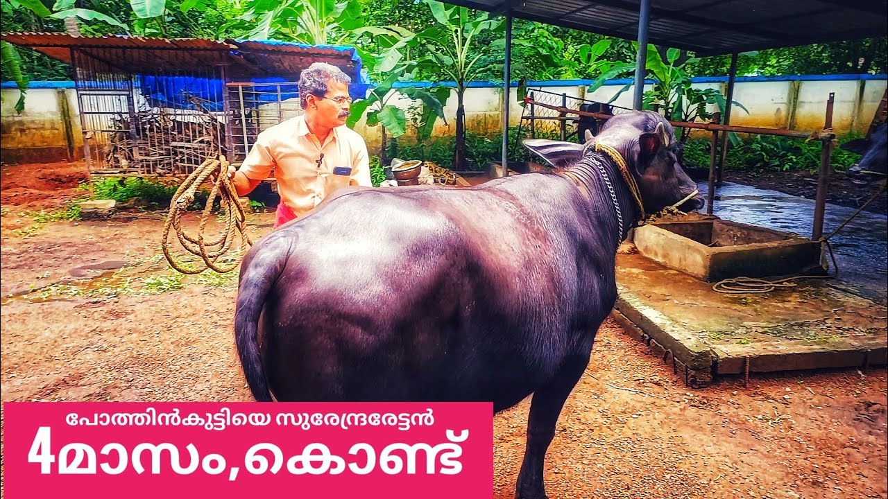 എങ്ങിനെ ഒരു പോത്താക്കി മാറ്റുന്നു?.#ajosvlog