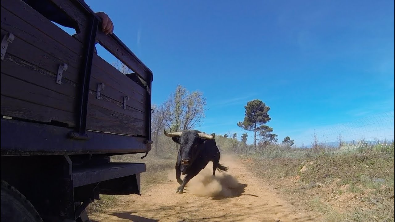 Toiro escapado durante o encerro de toiros no Soito