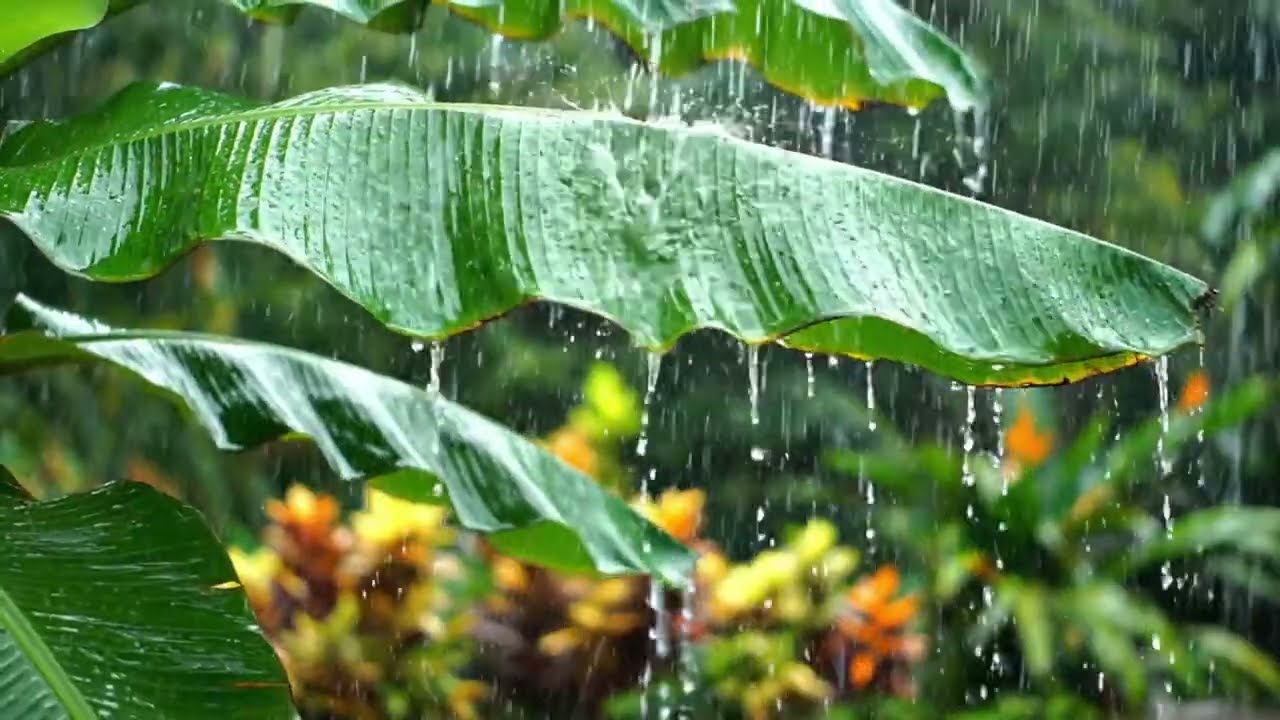 Tropical Rain (1 Hour) 4K🌧️🌿 Deep Relaxation, Meditation & Sleep Ambience
