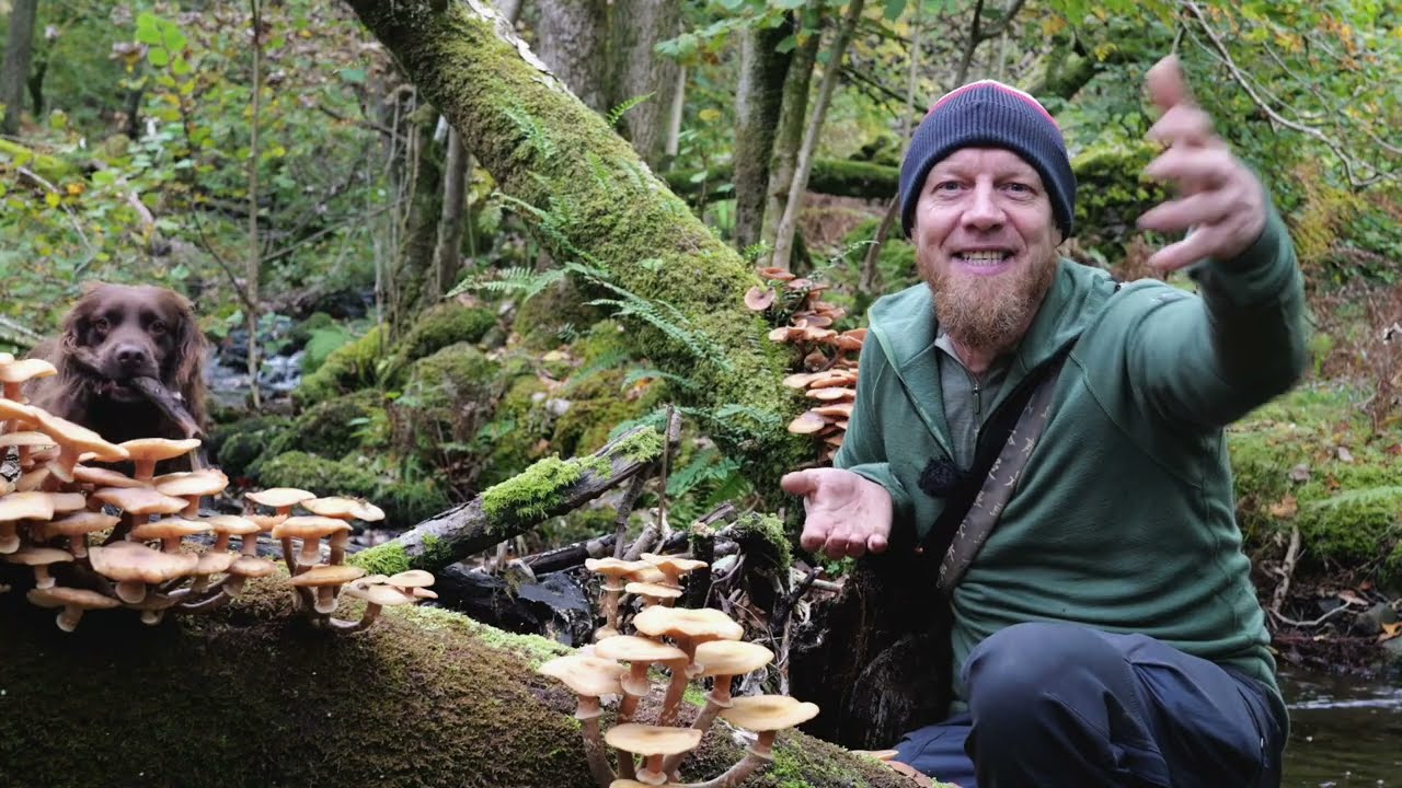 The hunt for Maitake mushroom