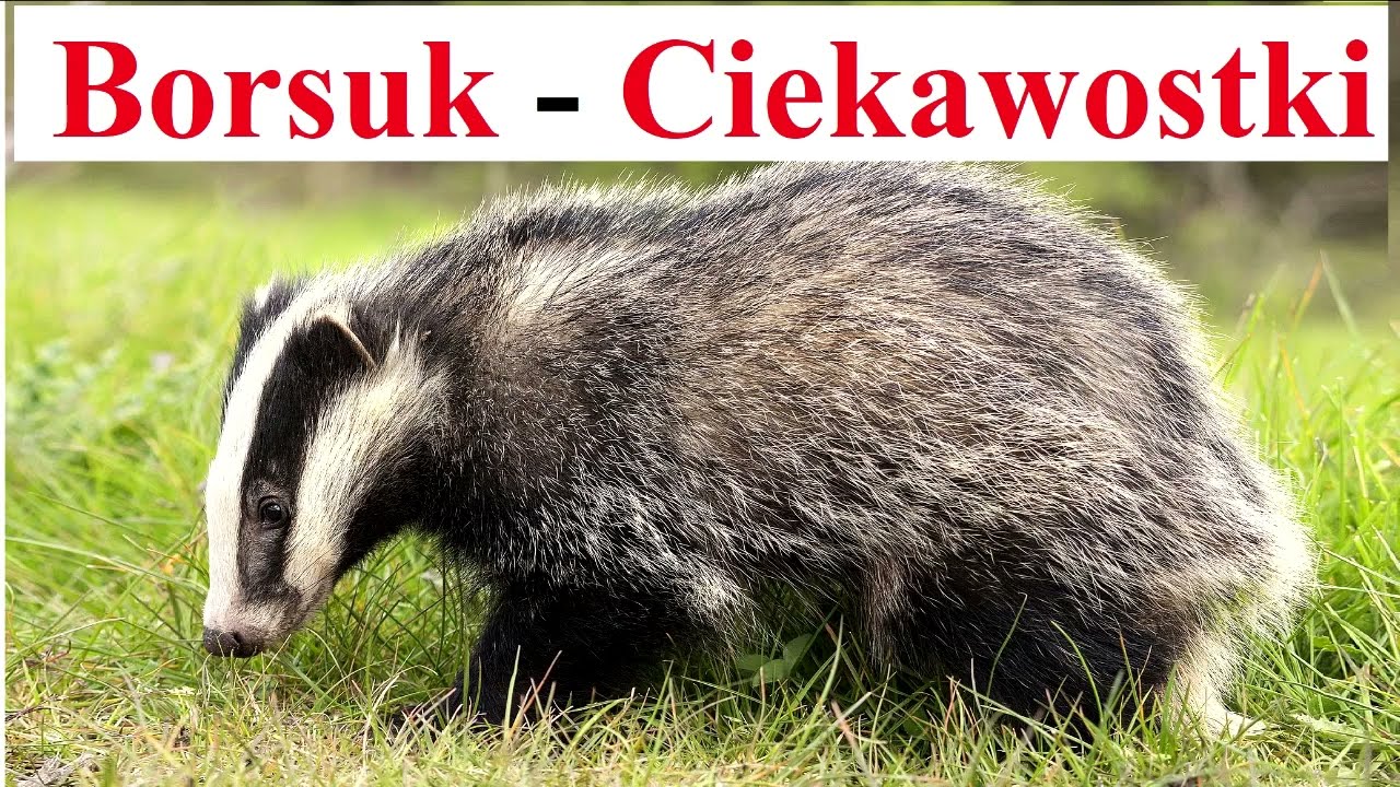 BORSUK - Ciekawostki o Zwierzętach