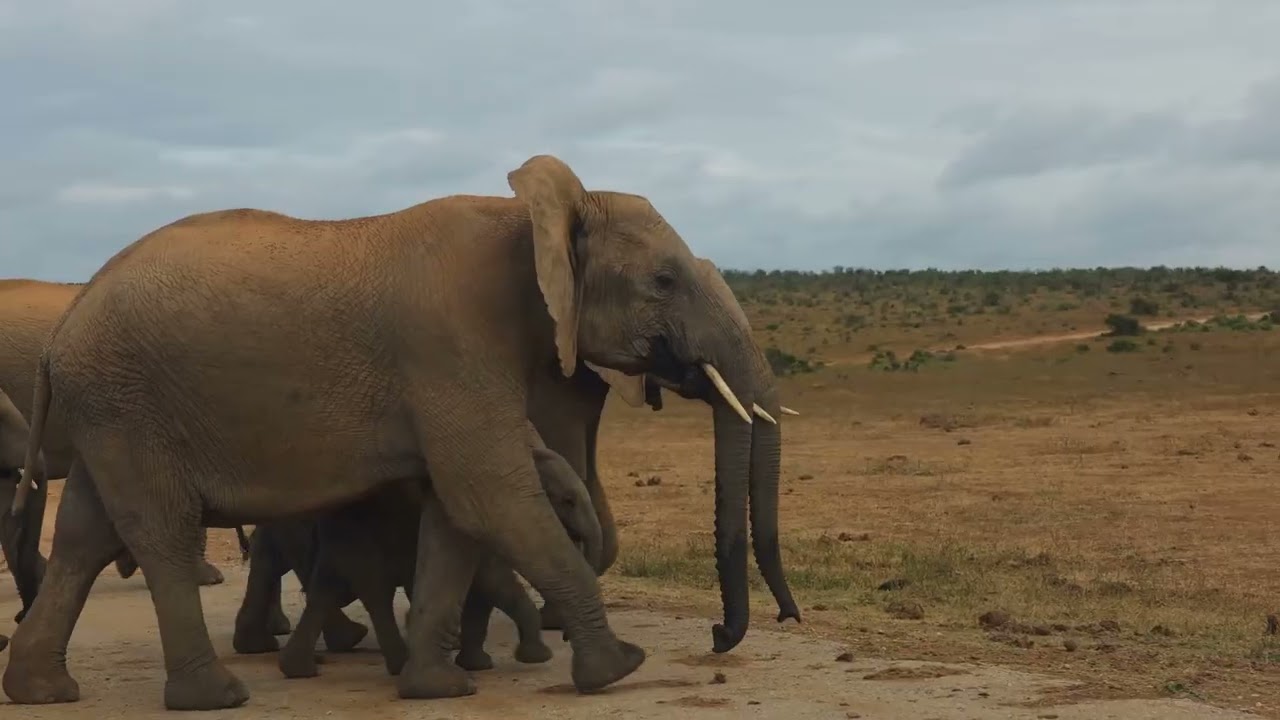 Elephants That Talk with Their Feet! (It&rsquo;s Infrasound!) 🐘👣