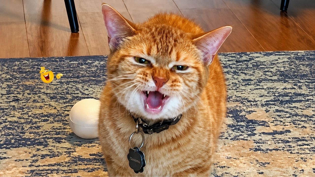 Best Cat Videos 🐈 | The Funniest Cat Moments You Need to See Today 🤣😹