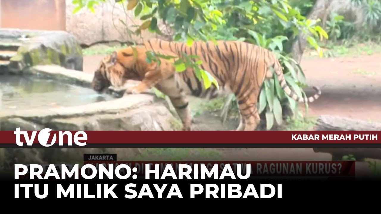 Kondisi Memilukan Harimau Sumatera Viral di Medsos, Pramono Anung: Itu Punya Saya Pribadi | tvOne