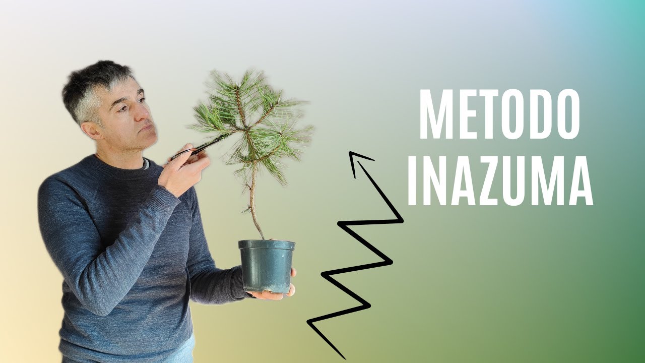 COME INIZIARE un PINO BONSAI con il metodo INAZUMA